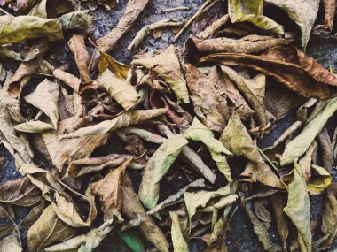 asfalt üzerinde kuru yapraklar