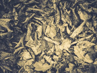 kuru sarı yaprakları bir sürü