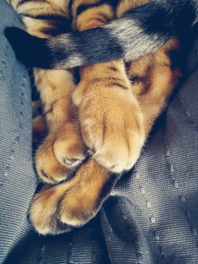 Bengal kedinin pençeleri