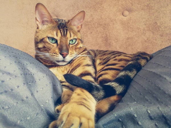 Hermoso gato bengalí con grandes ojos — Foto de Stock