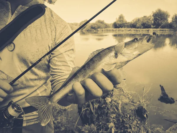 Balıkçı Elinde Tutan Bir Balık Yakaladı — Stok fotoğraf