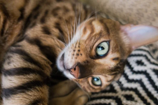 Gato Bonito Bengala — Fotografia de Stock