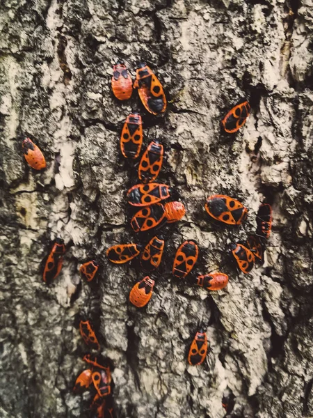 木の樹皮の赤いカブトムシ — ストック写真