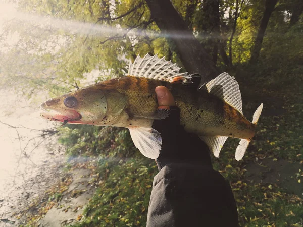 Hobby Vnější Rybolov Zander — Stock fotografie