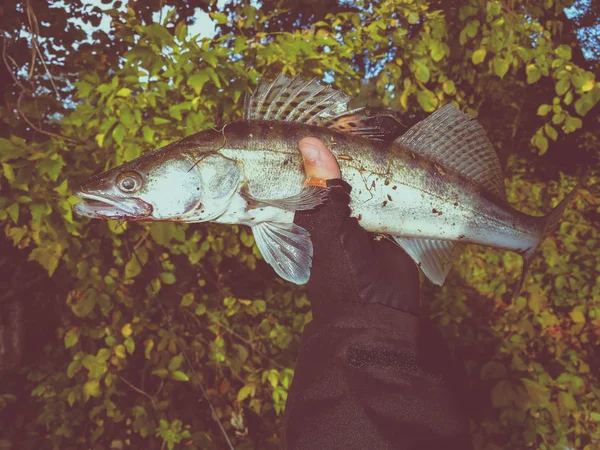 Passe Temps Extérieur Zander Pêche — Photo