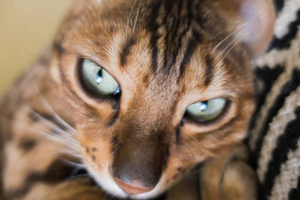 Gato Bonito Bengala — Fotografia de Stock