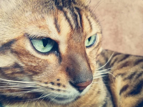 Красивою Бенгальська Кішка Великими Очима — стокове фото