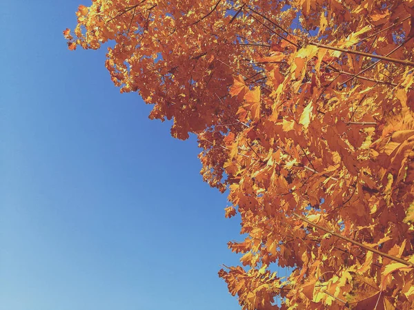 Lindo bordo amarelo. Outono — Fotografia de Stock