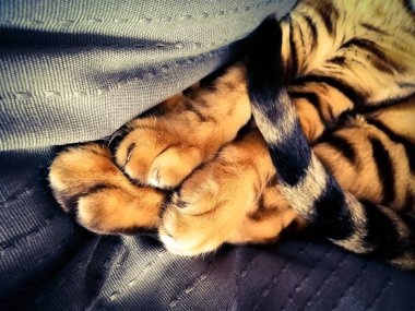 Bengal kedinin pençeleri