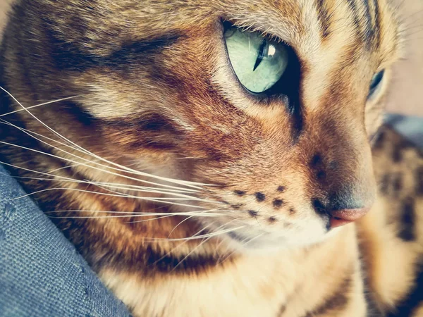 Grande Gato Bengala Com Olhos Verdes Claros — Fotografia de Stock