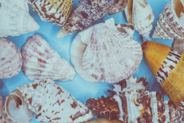 çeşitli şekillerde deniz kabukları arka plan