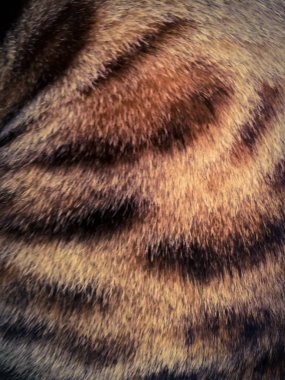 saç bir Bengal kedi