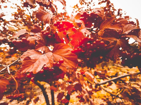 Bagas de cinza de montanha com folhas vermelhas — Fotografia de Stock