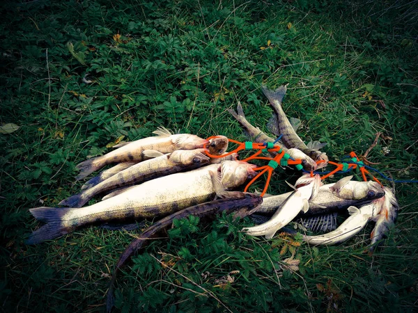 A bunch of caught fish on the grass — Stock Photo, Image