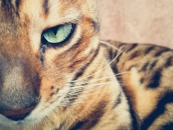 Kucing Bengali Yang Indah Dengan Mata Besar — Stok Foto