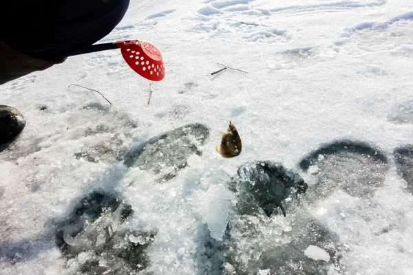Vinterfiske Från — Stockfoto