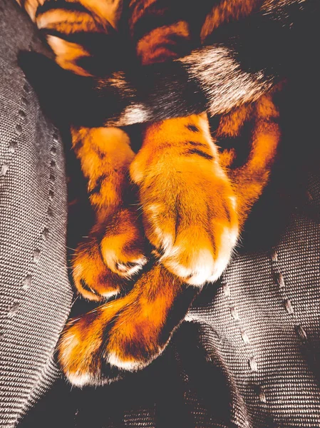 Bengal kedinin pençeleri