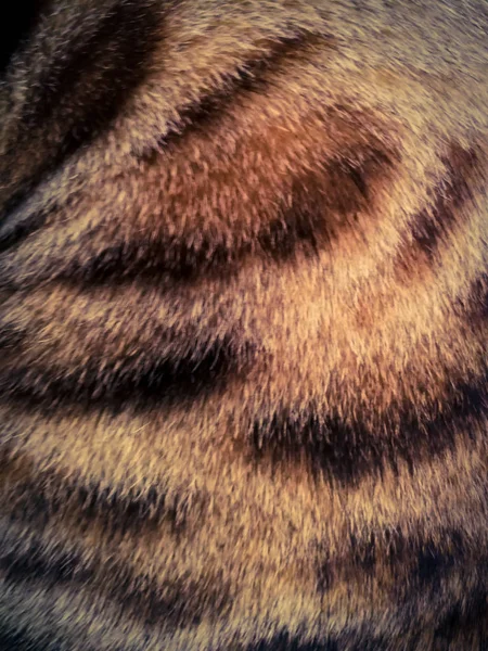 Hair Bengal Cat — Stock Photo, Image