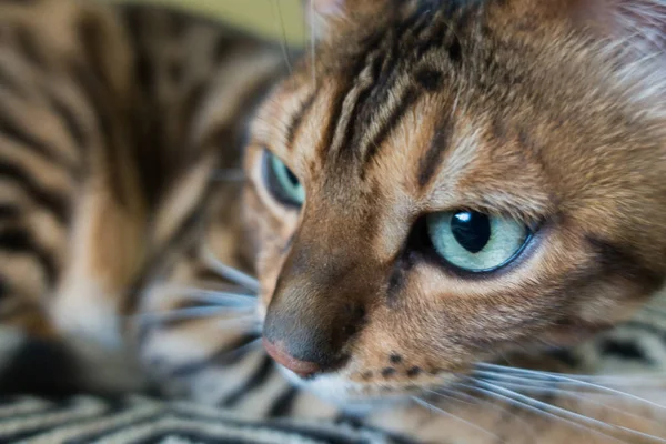 Gato Bonito Bengala — Fotografia de Stock