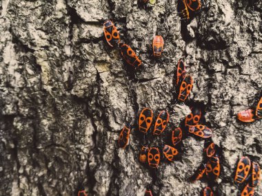 Bir ağacın kabuğu üzerinde kırmızı böcekler