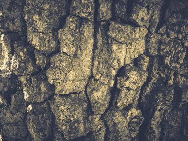 Ağaç kabuğu yakın.