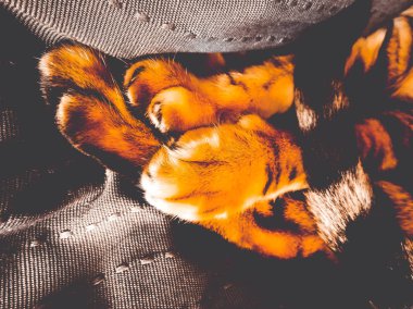 Bengal kedinin pençeleri