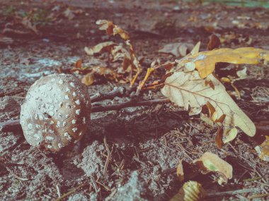yenilebilir sinek agaric yakın