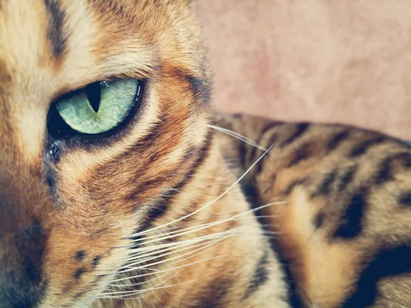 Hermoso Gato Bengalí Con Grandes Ojos —  Fotos de Stock