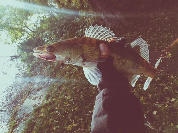 Hobby Utanför Fiske Zander — Stockfoto