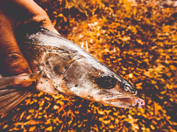 Pescato nelle mani del pescatore — Foto Stock