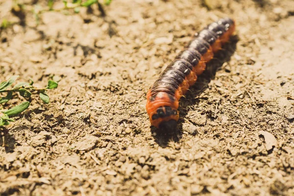 Small red caterpillar — Stock Photo, Image