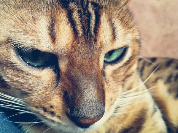 美丽的孟加拉猫与大眼睛 — 图库照片