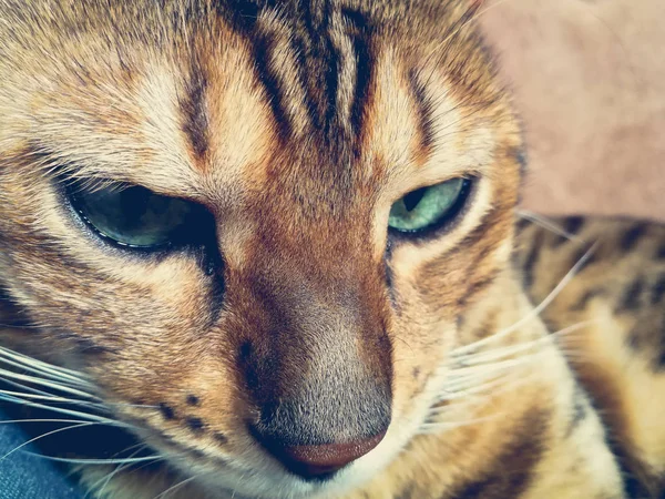 Hermoso Gato Bengalí Con Grandes Ojos — Foto de Stock