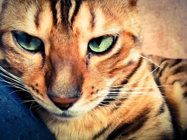 Beautiful Bengali Cat Big Eyes — Stock Photo, Image