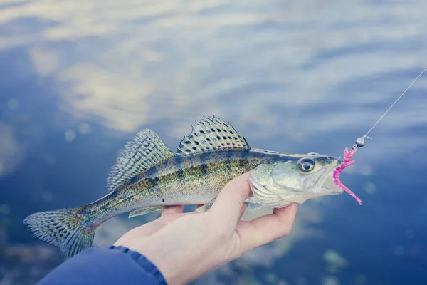 A pescar. Pescador e peixe — Fotografia de Stock