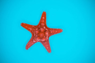 Mavi arka planda deniz kabukları