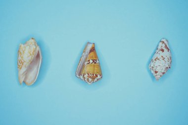 Mavi arka planda deniz kabukları