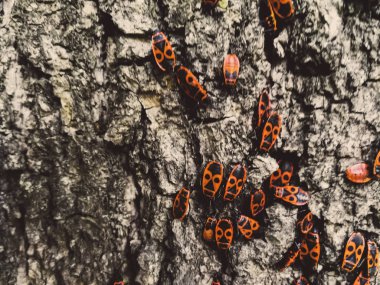 Bir ağacın kabuğu üzerinde kırmızı böcekler