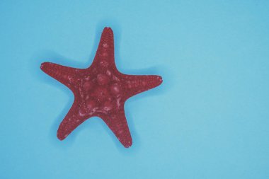 Mavi arka planda deniz kabukları