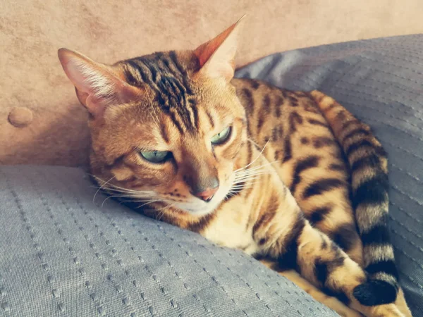 큰 눈을 가진 아름 다운 벵골 고양이 — 스톡 사진