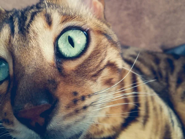 Grande Gato Bengala Com Olhos Verdes Claros — Fotografia de Stock