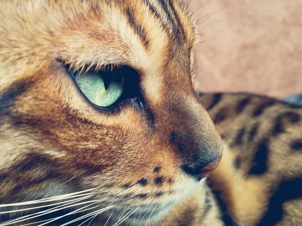 大きな目と美しいベンガル猫 — ストック写真