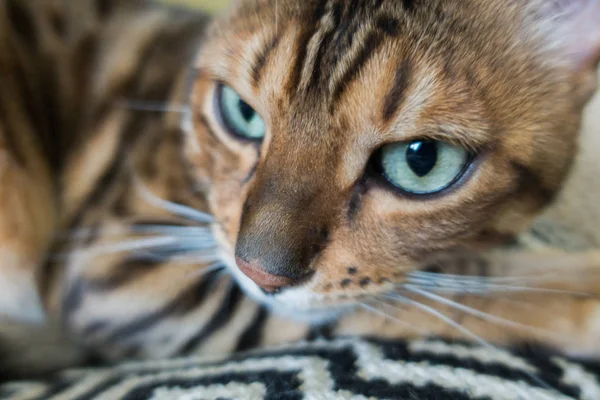 Schattige Kat Van Bengalen — Stockfoto