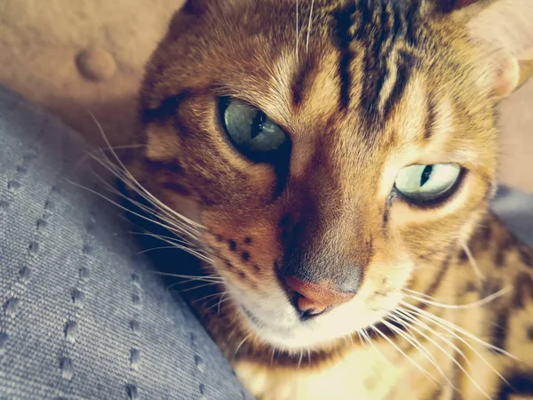 Belo Gato Bengali Com Olhos Grandes — Fotografia de Stock