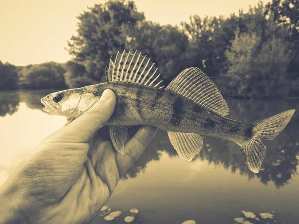 Brochet de poisson dans les mains d'un pêcheur — Photo