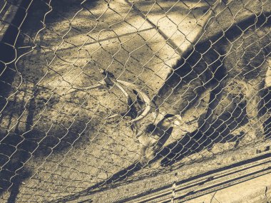 Geyik muhafaza içinde