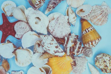 çeşitli şekillerde deniz kabukları arka plan