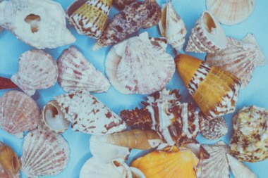 çeşitli şekillerde deniz kabukları arka plan