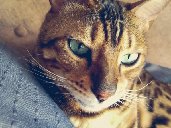 Vackra Bengalisk Katt Med Stora Ögon — Stockfoto