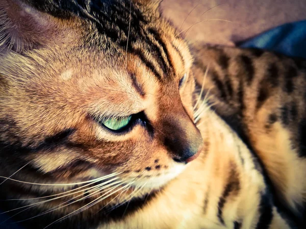 Big Bengal Cat Light Green Eyes — Stock Photo, Image